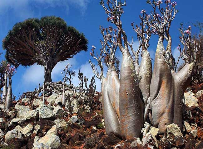 10. Socotra, Yemen Hòn đảo nhỏ ở Ấn Độ dương này chính là viên ngọc quý của thiên nhiên. Nơi đây có rất nhiều cây máu rồng sinh trưởng, trông chúng như những chiếc ô vững chãi. Cây máu rồng được người dân sử dụng như một loại thuốc, đồng thời là nguyên liệu để chế phẩm thuốc nhuộm.