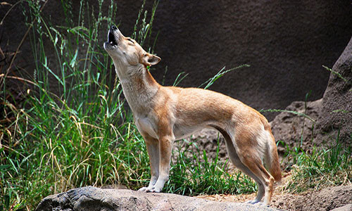 Chó biết hát New Guinea là một trong những giống chó hoang hiếm nhất thế giới.