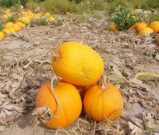 Anh lựa chọn giống “bí đỏ không vỏ” - một biến chủng của giống bí đỏ Trung Quốc và bí đỏ châu Mỹ.