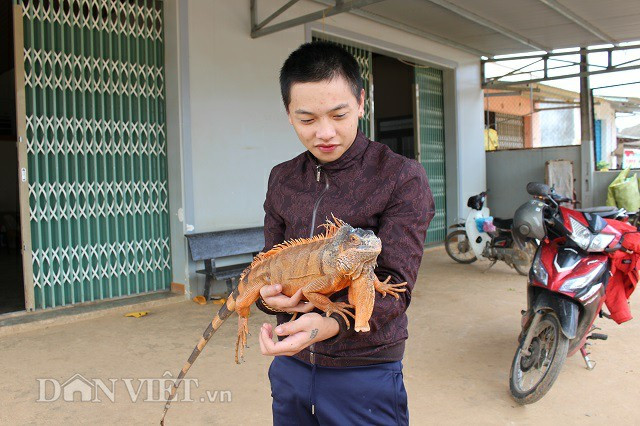 Nguyễn Đăng Khoa bên chú rồng Nam Mỹ Red Iguana của mình. Ảnh: Văn Long.