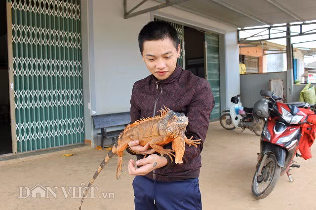 Nguyễn Đăng Khoa bên chú rồng Nam Mỹ Red Iguana của mình. Ảnh: Văn Long.