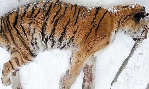 Con hổ nằm trước cửa nhà ông Alexey Khaideyev. (Nguồn: The Siberian Times)