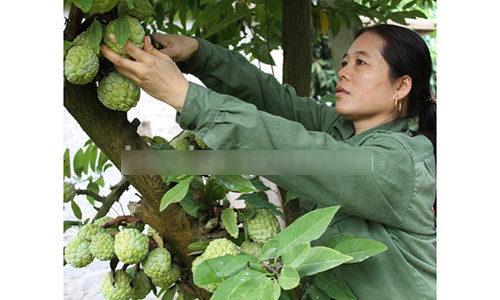 Bà Hoàng Thị Sen, thôn Đồng Ngầu, xã Cai Kinh, huyện Hữu Lũng thu hoạch na gối vụ. Những cây na nhà bà Sen vẫn cho quả sai "phát hờn" giữa mùa đông lạnh giá.
