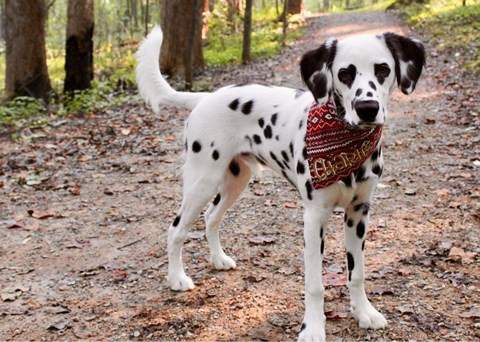 Chú chó Charlie có đốm trái tim ở mắt.