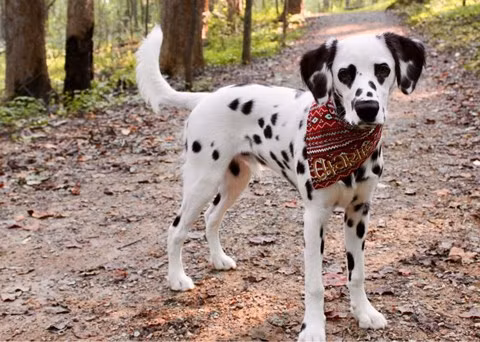 Chú chó Charlie có đốm trái tim ở mắt.