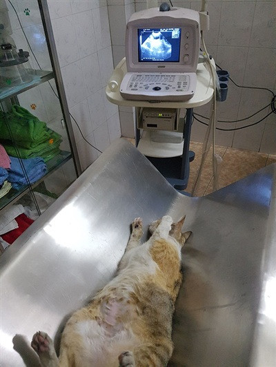 Chu meo dang mang bau bi danh dap tat nuoc soi den dong kinh