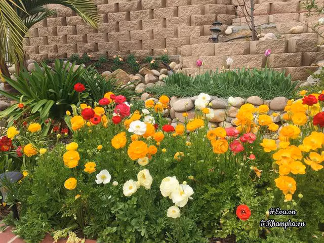 Hoa hợp khí hậu, mỗi năm đến mùa sẽ tự lên lại, và mọc lan ra nhiều. Miền Nam California rất hợp với hoa rum (Calla Lily), huệ tứ diện, hoa mao lương. Riêng hoa cúc mỗi năm ra 2 đợt là mùa xuân và mùa thu.