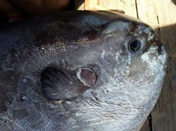 Cận cảnh con cá lạ được cho là cá mặt trăng rất quý hiếm.