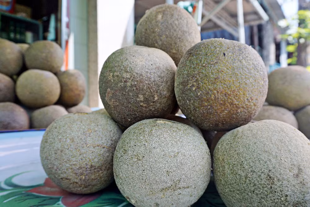 Khi chín, trái quách tự rụng, với lớp vỏ xấu và dày, cứng đảm bảo cho ruột quách vẫn nguyên vẹn.