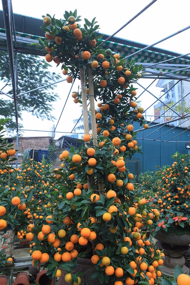 Nói về quá trình chăm sóc quất cảnh, ông Mạnh cho hay, chăm sóc quất trong chậu vất vả hơn trồng dưới đất rất nhiều vì quất trồng dưới đất 2- 3 ngày, có thể không tưới nước nhưng quất cảnh ngày phải tưới hai lần, mùa hè có khi tưới 3 - 4 lần.