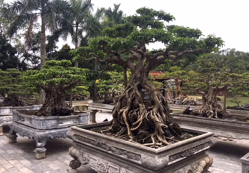 Đa phần các cây của ông đều được định giá cao....thậm chí có cây giá lên tới mấy tỷ đồng.