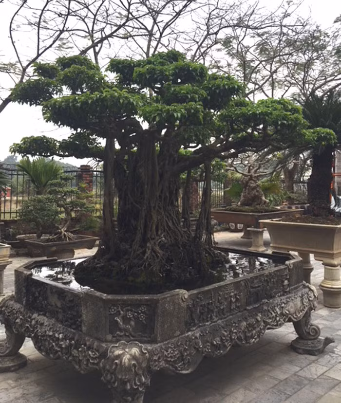 Không chỉ sở hữu những cây cảnh khủng, ông còn chịu khó đầu tư chậu để trồng cây cho xứng tầm.