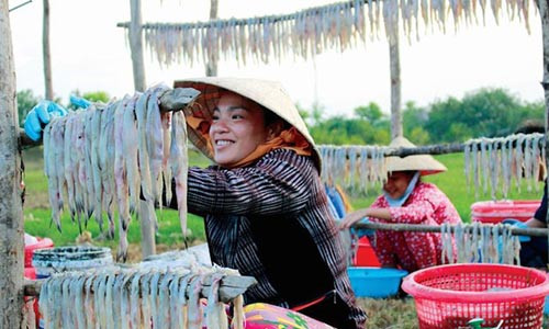 Cá khoai sau khi phơi đủ nắng sẽ được đem vào phân cỡ và bó lại bán cho thương lái.