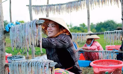 Cá khoai sau khi phơi đủ nắng sẽ được đem vào phân cỡ và bó lại bán cho thương lái.