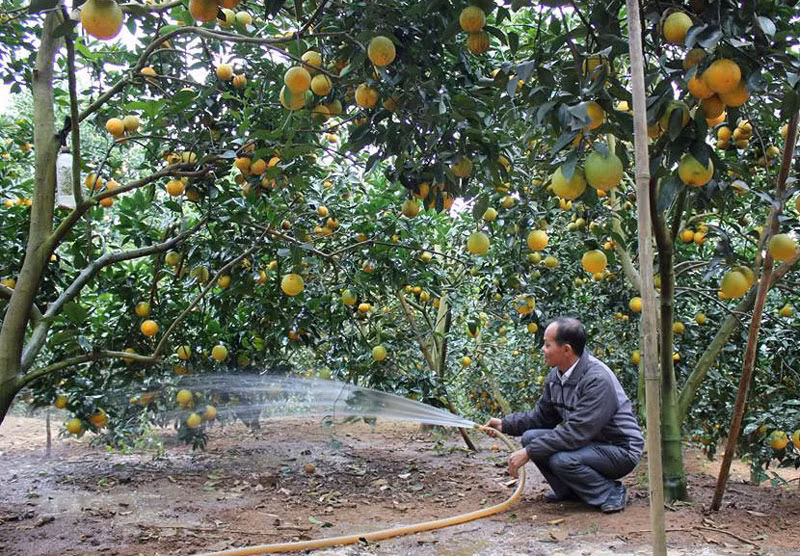 Phá bỏ thế độc canh của cây vải thiều, chuyển một phần diện tích sang ccác cây có múi và cây ăn quả khác (ảnh: B.Hân)