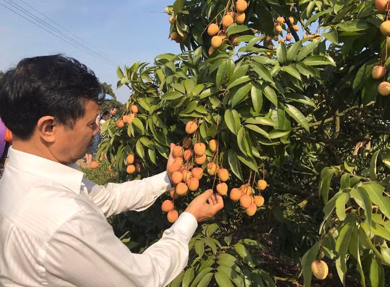 Trải qua thời kỳ vải rớt giá thê thảm, dân Lục Ngạn quyết tâm làm vải đạt tiêu chuẩn xuất Mỹ, Nhật,... (ảnh: B.Hân)