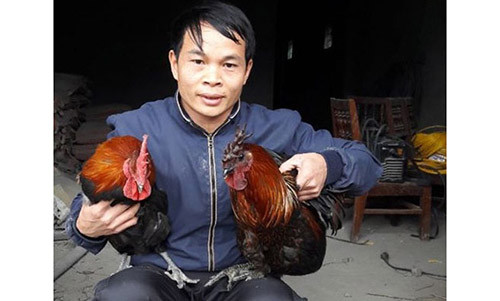 Anh Trương Văn Quynh là người tiên phong và thành công trong việc nuôi gà đen bản địa thành hàng hóa ở Quản Bạ, Hà Giang. Ảnh: T.H