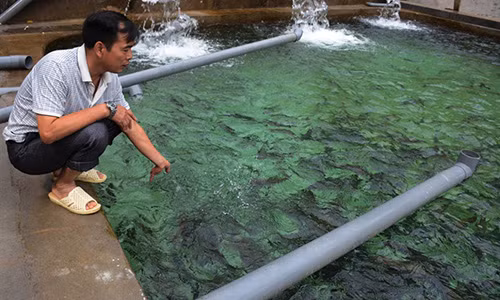 Hệ thống ao nuôi cá nước lạnh tại trại cá hồi của Nguyễn Quang Huy.