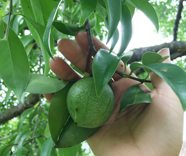 "Măng cụt rừng" - trái nhà quê được giới trẻ thành phố lùng sục mua - Hình 4