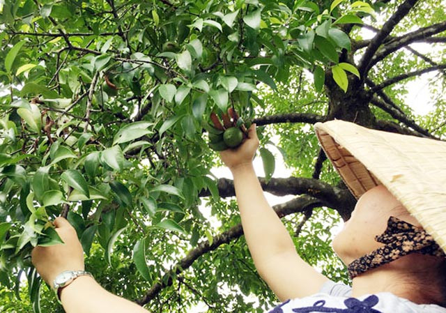 "Măng cụt rừng" - trái nhà quê được giới trẻ thành phố lùng sục mua - Hình 3 "Măng cụt rừng" mọc hoang khá nhiều và phổ biến ở vùng miền núi và một số vùng đồng bằng của Quảng Ngãi, với chiều cao khi trưởng thành từ 3-8m.