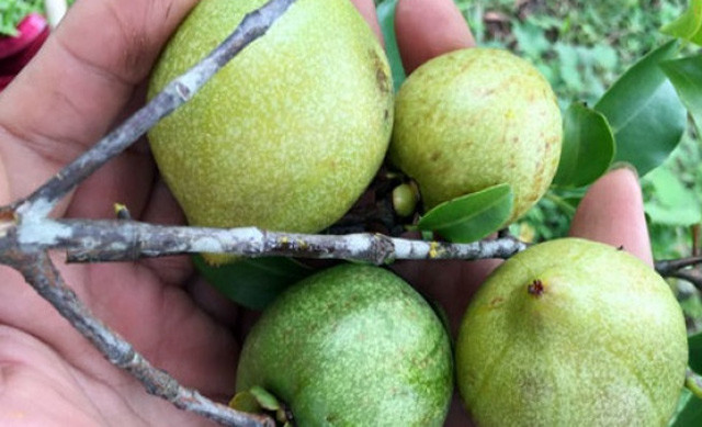 "Măng cụt rừng" - trái nhà quê được giới trẻ thành phố lùng sục mua - Hình 2 Cận cảnh trái "măng cụt rừng".