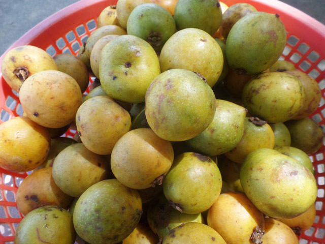 "Măng cụt rừng" - trái nhà quê được giới trẻ thành phố lùng sục mua - Hình 6 Ông Hồ Văn Bin (46 tuổi), ở xã Trà Thọ, huyện Tây Trà kể: "Cứ đến mùa là lũ trẻ trong làng lại rủ nhau đi hái "măng cụt rừng" về ăn, chứ mấy ai mua làm gì. Tuy nhiên gần đây cùng với hương vị ngọt chua xen lẫn rất lạ, "măng cụt rừng" là nông sản "sạch 100%" nên được nhiều thương lái ở đồng bằng lên mua về bán, với giá hiện khoảng 35.000 đồng/kg".