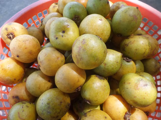 "Măng cụt rừng" - trái nhà quê được giới trẻ thành phố lùng sục mua - Hình 6 Ông Hồ Văn Bin (46 tuổi), ở xã Trà Thọ, huyện Tây Trà kể: "Cứ đến mùa là lũ trẻ trong làng lại rủ nhau đi hái "măng cụt rừng" về ăn, chứ mấy ai mua làm gì. Tuy nhiên gần đây cùng với hương vị ngọt chua xen lẫn rất lạ, "măng cụt rừng" là nông sản "sạch 100%" nên được nhiều thương lái ở đồng bằng lên mua về bán, với giá hiện khoảng 35.000 đồng/kg".