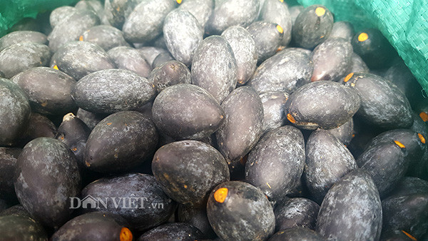 Cây trám đen lâu năm có chiều cao trên 20m, đường kính lên tới 90cm, thân cây to, tán xòe rộng. Để trèo lên độ cao như vậy phải là người gan dạ, có kinh nghiệm mới dám đứng trên cành trám dùng cây sào dài đập quả. Quả trám tươi cứng rơi từ trên cao xuống, người ở dưới phải đội mũ đề phòng khi đang nhặt bị quả rơi trúng đầu. Quả trám hình thoi, khi chín có màu tím thẫm, cùi màu vàng, hạt nhọn hai đầu, nhân hạt trắng ngần. Mùa thu hoạch trám bắt đầu từ tháng 7 âm lịch, kéo dài đến khoảng tháng 9 âm lịch, sau đó quả tự chín và rụng dần.