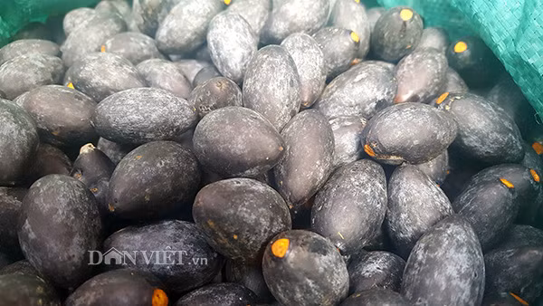 Cây trám đen lâu năm có chiều cao trên 20m, đường kính lên tới 90cm, thân cây to, tán xòe rộng. Để trèo lên độ cao như vậy phải là người gan dạ, có kinh nghiệm mới dám đứng trên cành trám dùng cây sào dài đập quả. Quả trám tươi cứng rơi từ trên cao xuống, người ở dưới phải đội mũ đề phòng khi đang nhặt bị quả rơi trúng đầu. Quả trám hình thoi, khi chín có màu tím thẫm, cùi màu vàng, hạt nhọn hai đầu, nhân hạt trắng ngần. Mùa thu hoạch trám bắt đầu từ tháng 7 âm lịch, kéo dài đến khoảng tháng 9 âm lịch, sau đó quả tự chín và rụng dần.