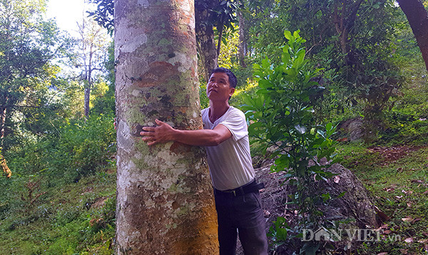  Trám là một loại quả đặc sản tự nhiên của núi rừng xứ Lạng, có công dụng giải khát, thanh giọng, giải độc, giải rượu... Quả trám có hai loại: trám trắng và trám đen. Trám trắng thường dùng làm mứt, ô mai. Trám đen dùng làm các món kho, sốt với cá..., đặc biệt nếu làm món xôi trám đem thì ngon "quên sầu".
