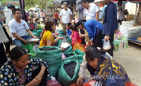 Tại các phiên chợ, trám luôn là thứ đặc sản được nhiều người tìm mua. Mọi năm giá trám thường từ 35.000 - 40.000 đồng/kg nhưng năm nay giá tăng lên tới 70.000 đồng/kg.Ảnh: Chang Liễu