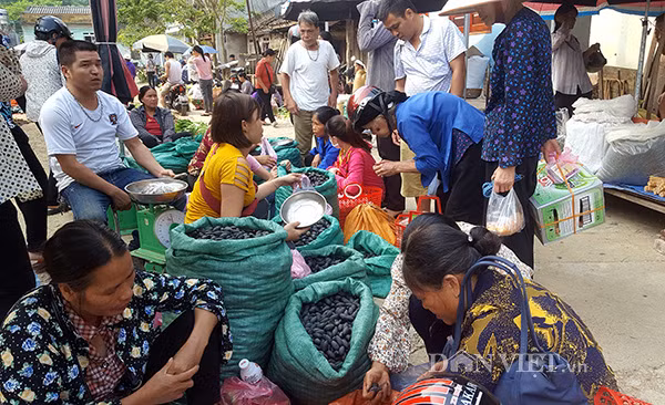 Tại các phiên chợ, trám luôn là thứ đặc sản được nhiều người tìm mua. Mọi năm giá trám thường từ 35.000 - 40.000 đồng/kg nhưng năm nay giá tăng lên tới 70.000 đồng/kg.Ảnh: Chang Liễu