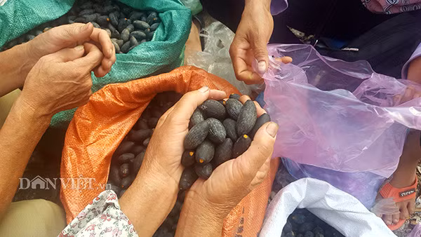 Trám đen là món ăn nổi tiếng của Lạng Sơn, trước khi ăn phải om trám cho mềm rồi tách hạt sau đó làm những món như xôi trám, thịt kho trám, trám ngâm tương..., ăn rất bùi, thơm mà không bị ngậy. Trước đây, trám đen chỉ dùng trong gia đình, bán không được giá nên ít người quan tâm, nay cây trám đem lại giá trị kinh tế cao nên một số hộ dân đang ươm trồng, sau khoảng 7 - 8 năm cho quả.