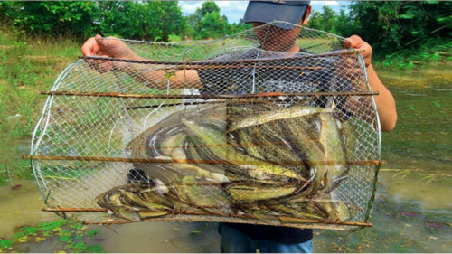 Loai ca hiem nao o mien Tay duoc vi nhu nhan sam nuoc?-Hinh-2