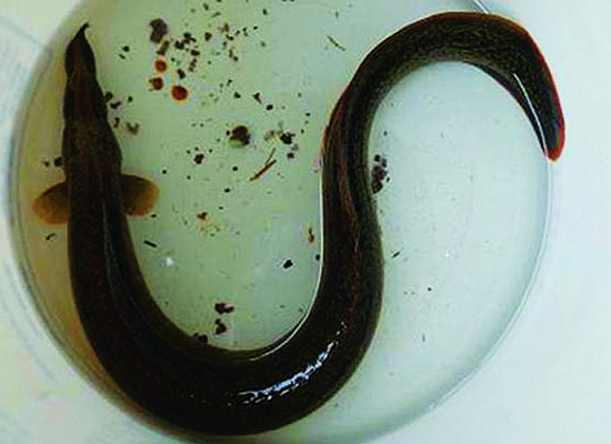 Loai ca hiem nao o mien Tay duoc vi nhu nhan sam nuoc?