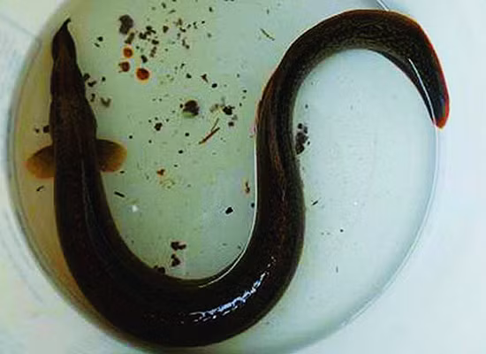 Loai ca hiem nao o mien Tay duoc vi nhu nhan sam nuoc?