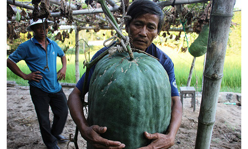Nông dân Nguyễn Đình Giáo bên quả bí đao Chánh Trạch sắp được thu hoạch.