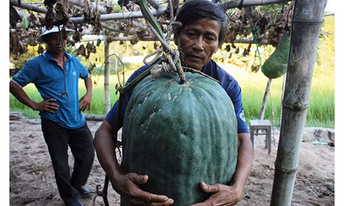 Nông dân Nguyễn Đình Giáo bên quả bí đao Chánh Trạch sắp được thu hoạch.