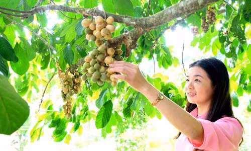 Ve Tien Phuoc, thuong thuc trai lon bon ngon nhat Viet Nam