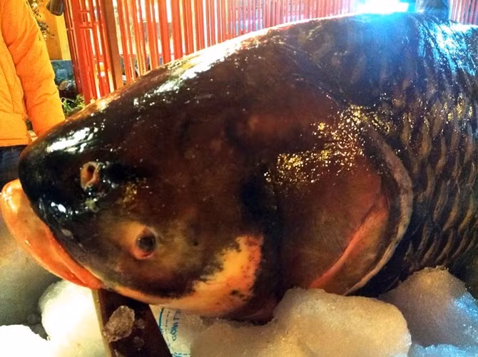 Cá hô nặng 60kg cũng là một trong những loại cá hiếm. Ở thời điểm này loài cá hô nói trên đang có nguy cơ biến mất vì nó quý giá.