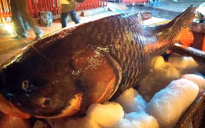 Tại Việt Nam, thỉnh thoảng ngư dân cũng bắt được loại cá này với trọng lượng từ 100-200kg. Loài cá này đang có nguy cơ biến mất vì nó quý giá.