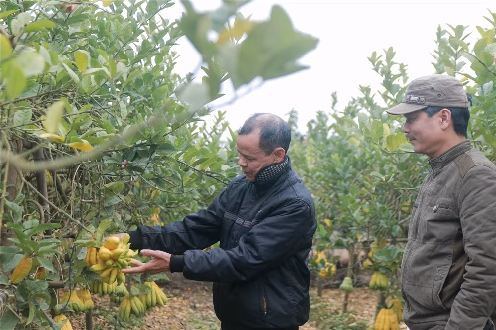 Theo người dân, chưa năm nào nhìn cây phật thủ xơ xác, rụng lá nhiều như năm nay. Trong cả vườn rộng lớn, rất hiếm những quả phật thủ to, dáng đẹp, nhẵn nhụi. Anh Nguyễn Quang Thủy nâng niu quả phật thủ đẹp hiếm hoi: "Cả khu vườn nhà anh những quả mã đẹp thế này chỉ đếm trên đầu ngón tay. Nhưng vì hiếm nên giá của quả sẽ cao tầm 1-2 triệu/quả."