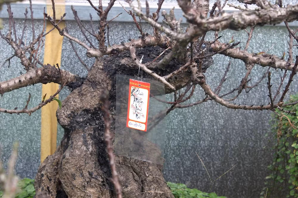 Còn gần 1 tháng nữa mới đến Tết Nguyên đán, tuy nhiên, rất nhiều khách hàng tìm đến xem đào và đặt trước những cây đào đẹp.