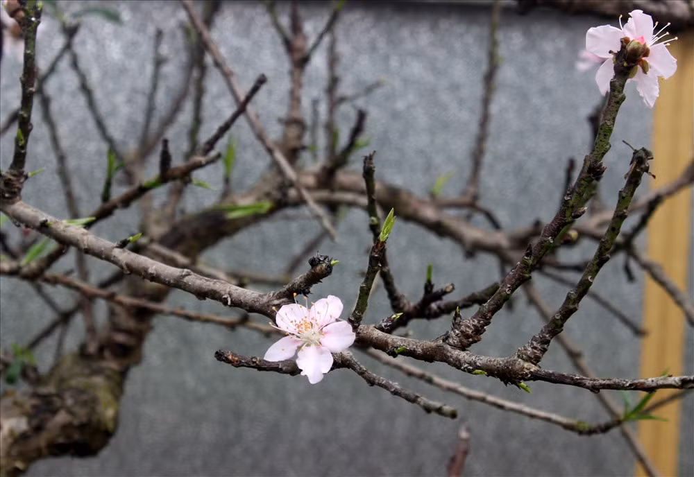 Có được những gốc đào Thất Thốn rất quý giá, cả một quá trình chăm sóc bền bỉ. Cho nên, tôi quyết định cho thuê chứ không bán. Phần vì khách hàng chưa biết cách chăm sóc sẽ làm chết cây, anh Hàm cho biết thêm. Theo anh Hàm, đào thất thốn lớn chậm hơn 3 – 4 lần so với đào thường. Mỗi cây đào Thất Thốn có tuổi thọ ngót nghét 10 năm. Đây là cây đào Thất Thốn 5 cánh quý hiếm đang được “hãm” trong phòng điều hòa.