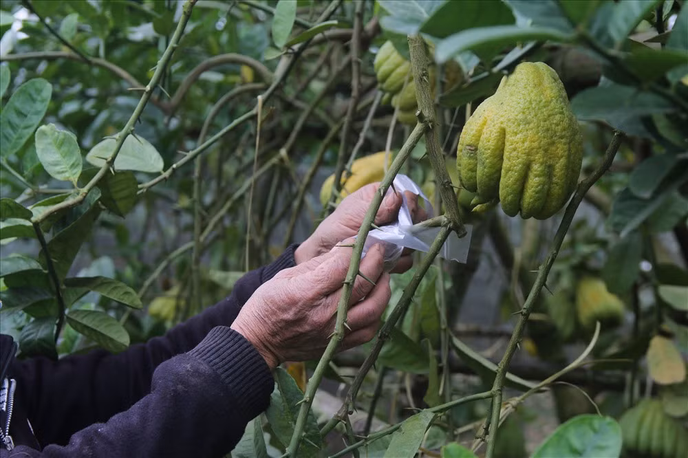 Anh Nguyễn Bá Quyết (Yên Sở, Hoài Đức) chia sẻ: “Mình đã làm 2 khóa vườn tức là 10 năm phật thủ nhưng chưa có năm nào làm khó như năm nay. Lí do là tháng 6,7 mưa quá nhiều làm cây rất kém, thối rễ. Cộng thêm là sương muối và mưa axit nên cây rụng lá, mã quả không đẹp. Dịch bệnh thì nhiều mà cây lại kháng thuốc.”