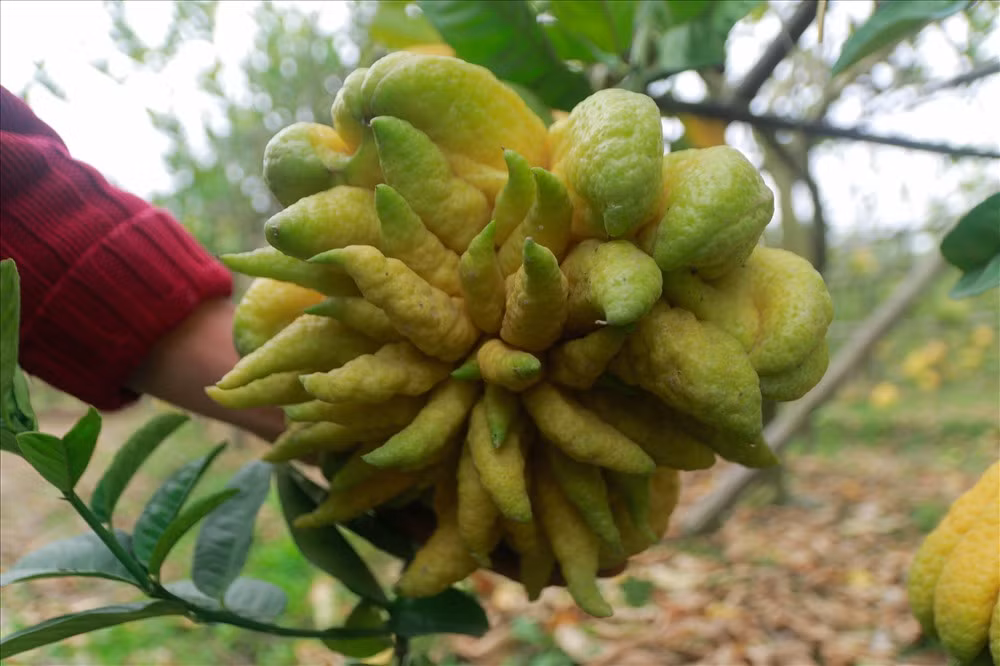 Hiện nay, để tăng giá trị kinh tế, nhiều gia đình tại Yên Sở, Đắc Sở đã phát triển nghề làm phật thủ bonsai. Đây là loại cây chơi tết được ưa chuộng vì lạ mắt, chơi bền và có mùi thơm.