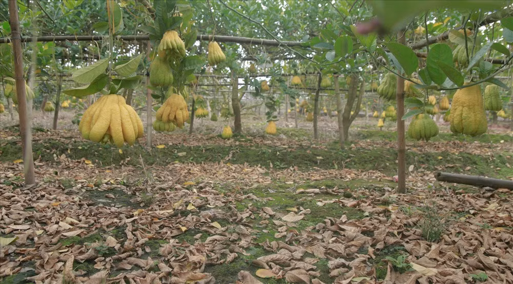 Tại một vườn phật thủ khác, chú Nguyễn Bá Tuấn ( Yên Sở - Hoài Đức) cũng bày tỏ tiếc nuối: “Nếu các cháu vào đây năm ngoái năm kia quay thì quả đẹp long lanh luôn, cây xanh rì luôn. Giá cả năm nay so với năm ngoái sẽ bị rẻ. Ví dụ năm ngoái cái vườn đây bán 300 triệu thì năm nay chỉ còn 200 triệu.”