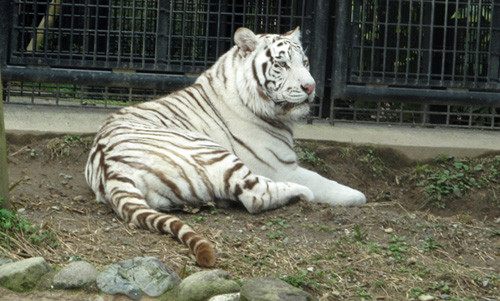 Cho ho trang ve buong ngu, nhan vien so thu bi can tu vong