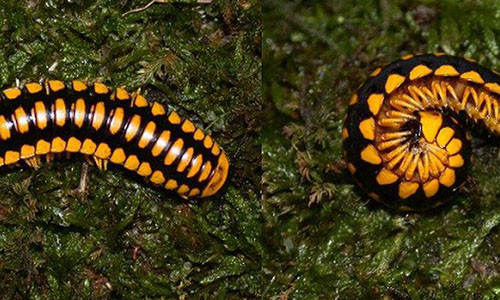 Cơ chế tự vệ của cuốn chiếu Apheloria Polychroma.