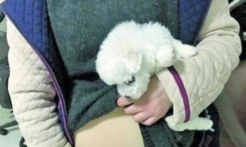 Cô gái mang chó lên máy bay bị phát hiện ngay ở cửa hải quan. Ảnh: Thepaper